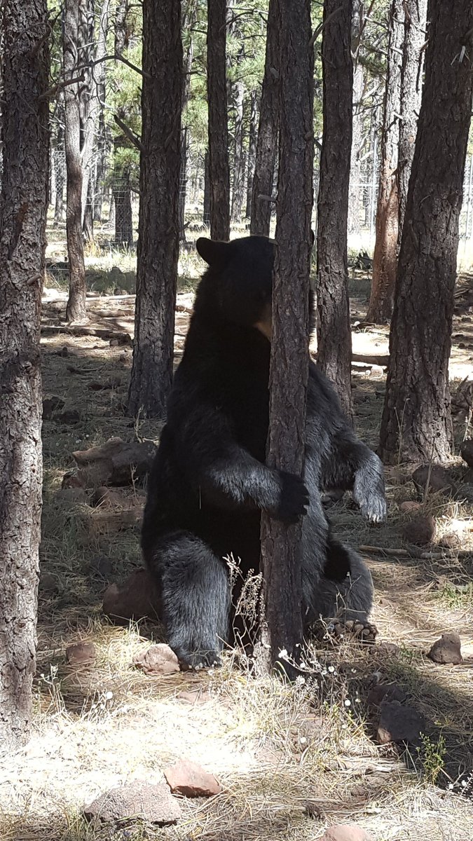 bearizona's tweet photo. It was a little chilly this morning! Moe isn't sure if he's ready for winter or not... maybe if he can't see it it won't happen? #blackbears #Winteriscoming #doesntfeellikefall https://t.co/Fa9rW1iTwF