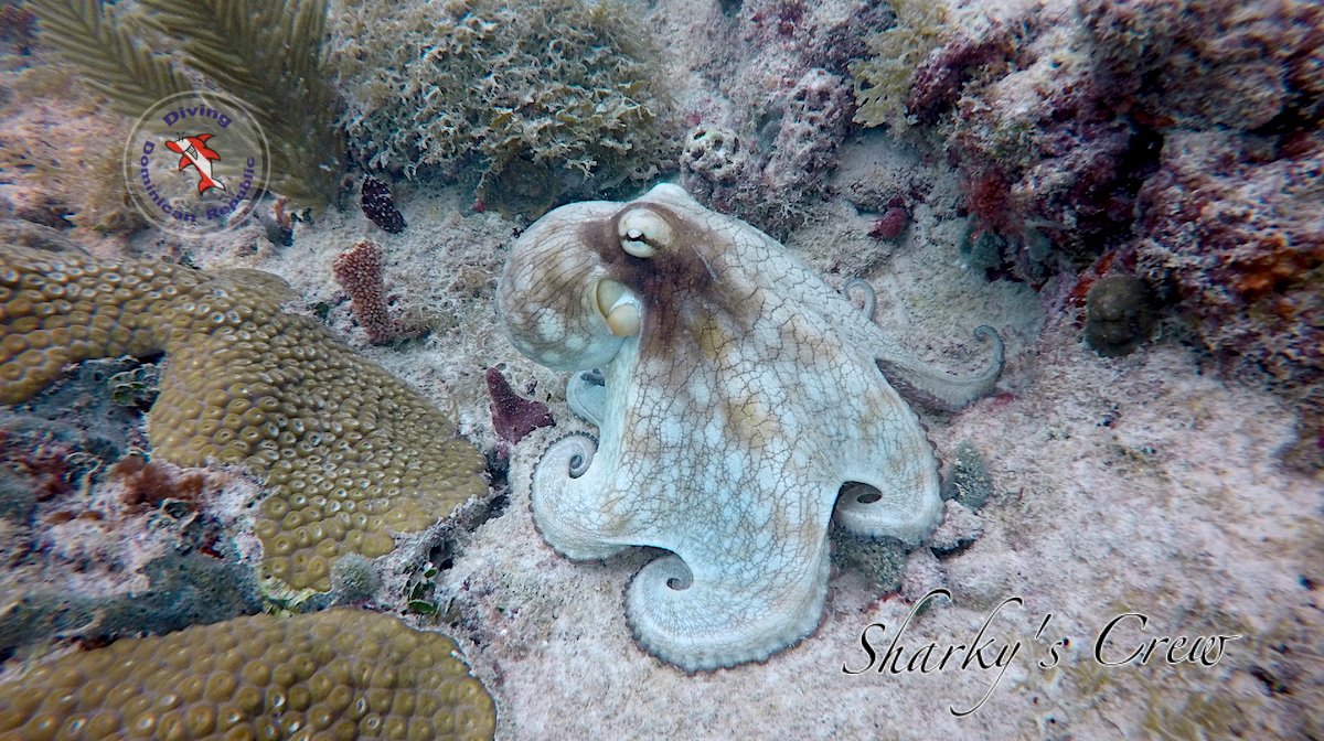 SharkyCrew's tweet photo. The little homie at the shallow.
#scubadiving #caribbeanreefoctopus #sharkyscrew #privatescuba #qualityoverquantity #familyrunoperation #thebestdivesites #divingcourses #divingbayahibe #divingcaribbean https://t.co/2WaajHrlNp / WhatsApp: +1(829)892-0989 https://t.co/mLwuAznn5U https://t.co/BZ65VG5KEK