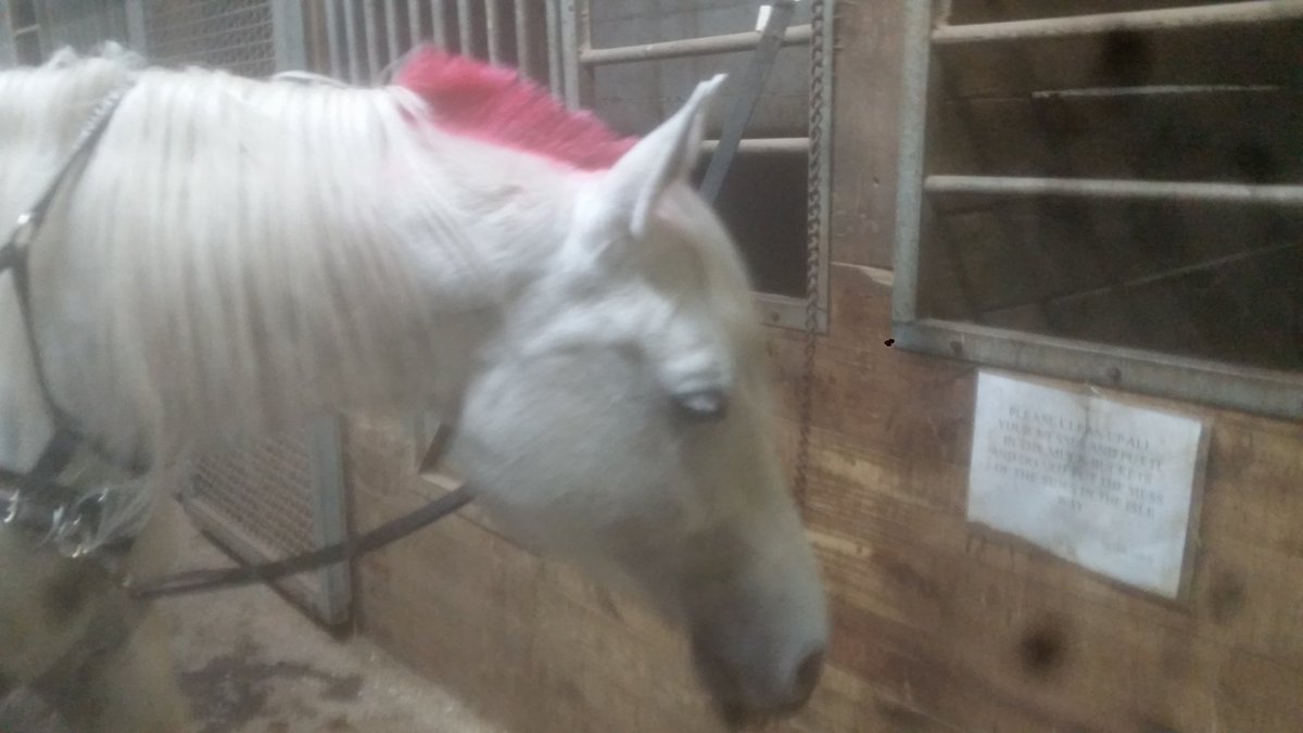 tricia_stenger's tweet photo. Pharaoh's tribute to @WWESheamus White boy with a red mohawk. #WWE #Seamus #RedMohawk #ArabianHorse https://t.co/rDZRlMdCxb