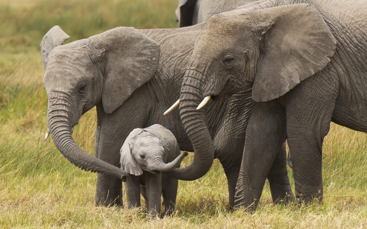 Team4Nature's tweet photo. The #WindOfChange would mean that ALL the world's elephants would be safe, and ALL of the destructive world leaders would have to pack their bags! 

YOU ALL have the POWER to create POSITIVE CHANGE! 

Please SUPPORT/RT: 
https://t.co/EUCrx4Gr33
Target: 20 million social reach https://t.co/Glh61jhap0