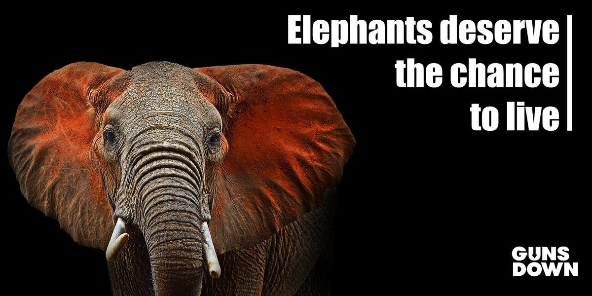 GunsDownAmerica's tweet image. The ban on importing elephant "trophies" needs to be permanent, @Interior. Don't give the gun lobby what they want by allowing the needless slaughter of elephants.