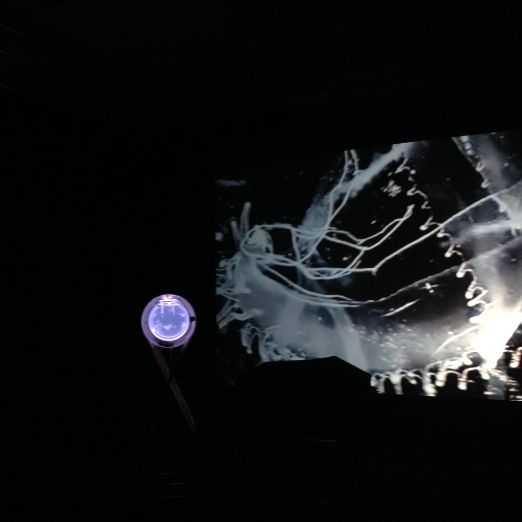 roiiroiiro's tweet photo. Aurelia 1+Hz / proto viva sonificatio at #cynetart #dresden #aurelia1hz #jellyfish https://t.co/1mEUEnCGLr