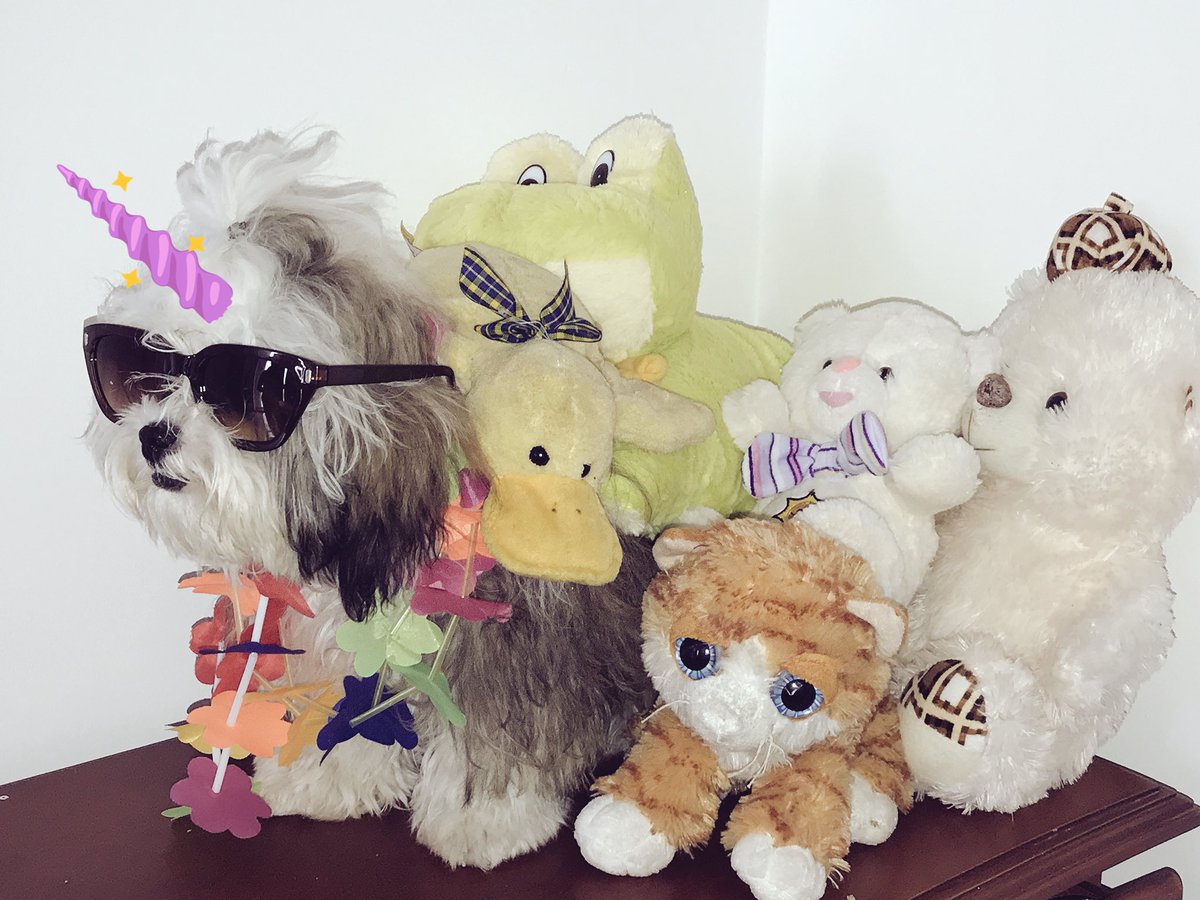 CuervoEvaluacio's tweet photo. @LosSimsdeAni Que emoción si en la vida real es chevere como será en el juego. No puedo esperar a ver las travesuras que  hará (🐶 hola soy sorpresa para mandar saludos a Ani con todos mis amigos) #colombia https://t.co/0dvNfTsXg2