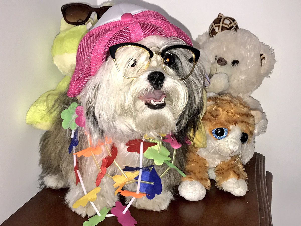 CuervoEvaluacio's tweet photo. @LosSimsdeAni Que emoción si en la vida real es chevere como será en el juego. No puedo esperar a ver las travesuras que  hará (🐶 hola soy sorpresa para mandar saludos a Ani con todos mis amigos) #colombia https://t.co/0dvNfTsXg2