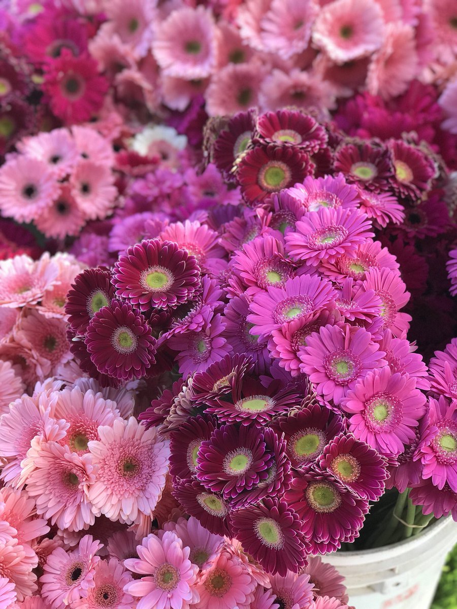 The3Day's tweet photo. Lunch is in full bloom at the #SD3Day 💐🌺🌸🌷Our walkers have already walked 14 miles today! #The3Day https://t.co/TWPQsXGTc3