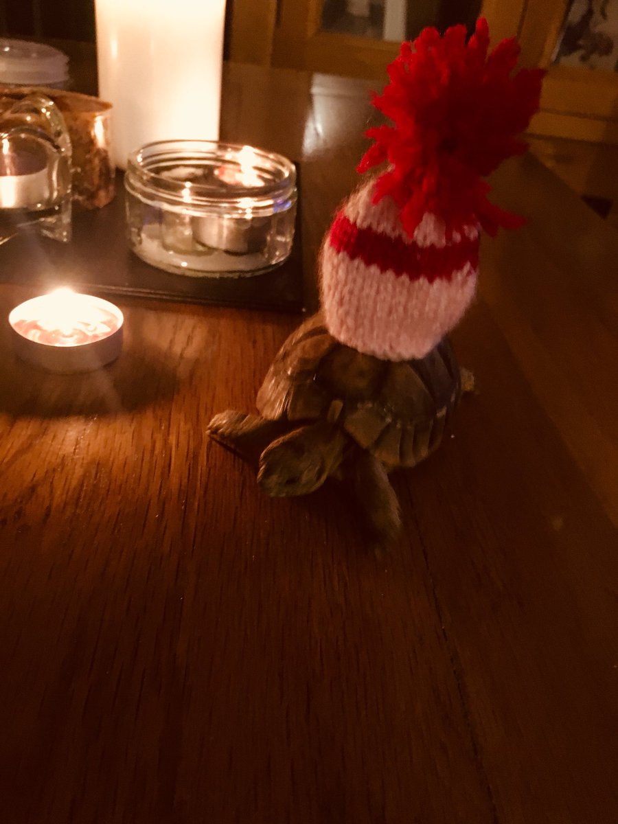 KellyAllsebrook's tweet photo. @DuaneLynch83 heressss MARJORIE #massivehat #babytortoise https://t.co/uoiWVEFOeX