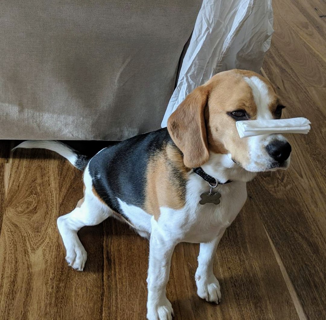 beaglesmalls's tweet photo. Apparently balancing tissue on my nose is 'soooo cool' 😒 #dogtricks https://t.co/zcWQWz9Umv
