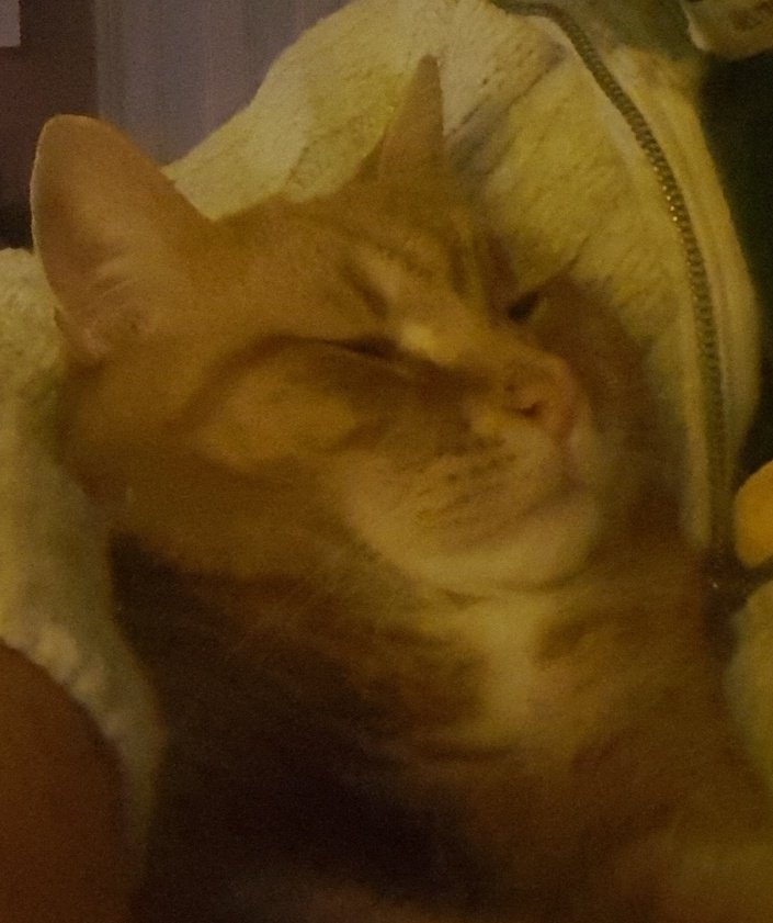 sunkfarmer's tweet photo. Its #fredtime #Caturday #onegingerninja https://t.co/XTqfAsfItQ