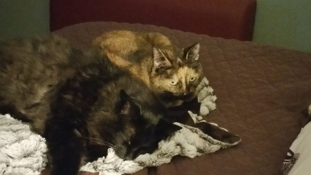 harte_marlo's tweet photo. #peacekitty 
Rainy day napping. https://t.co/O0t9vN4JfK