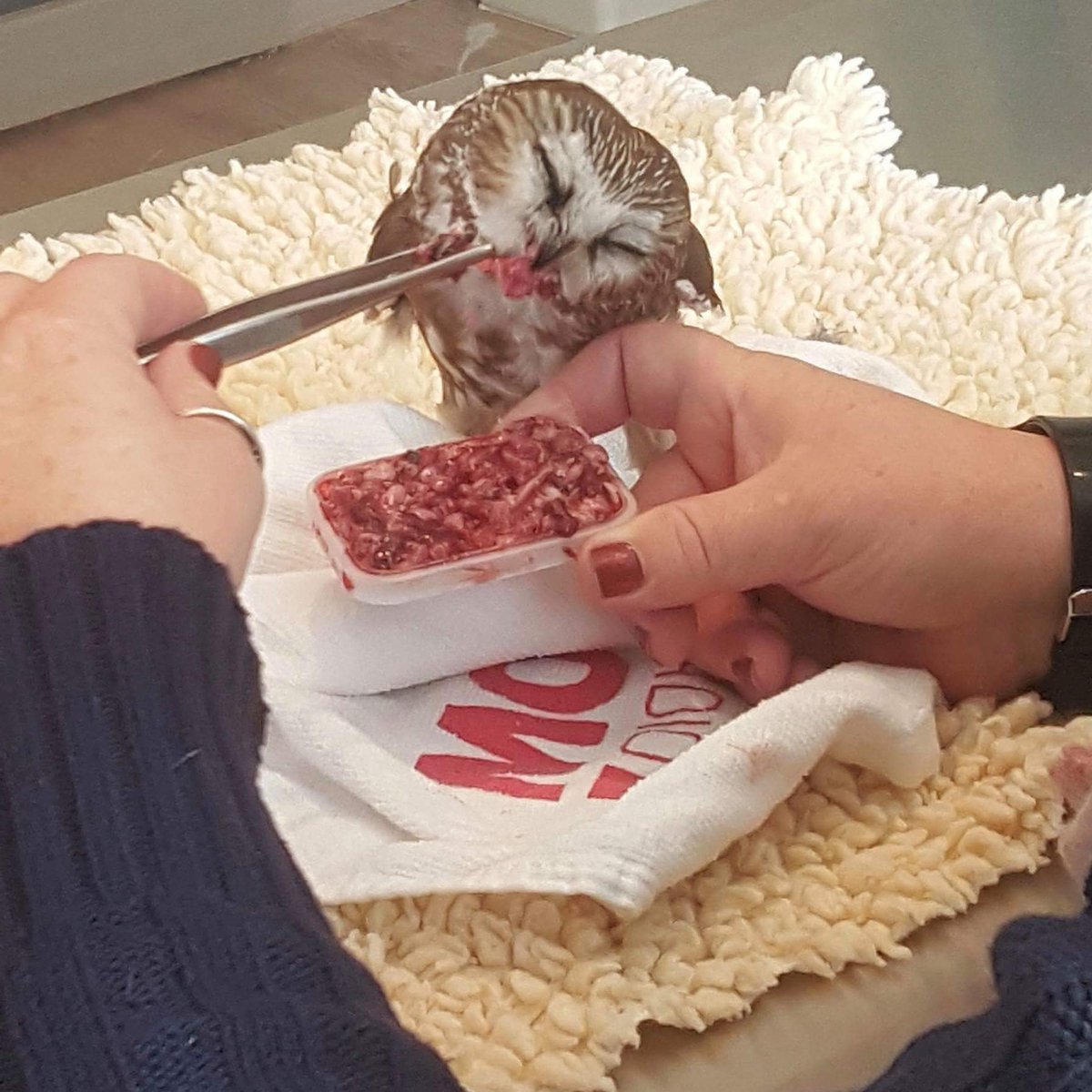 This Northern Saw-whet Owl was found on 11/15. One of the most common causes of admissions of Saw-whet Owls is head trauma from collisions with windows. Birds with head trauma often cannot care for themselves initially, and need help eating. This will improve with time and care.