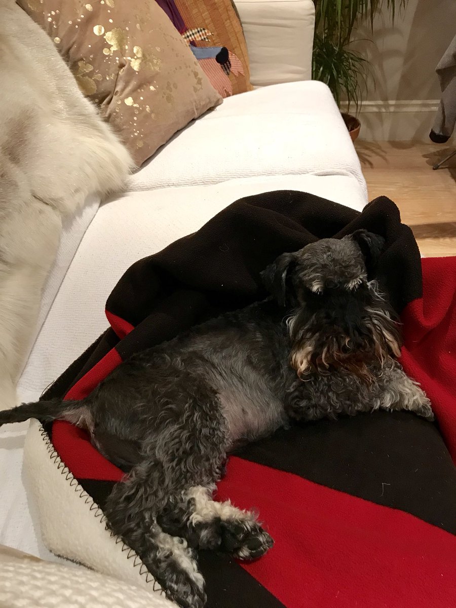 akaLittleWoof's tweet photo. #LordMuck #SchnauzerGang https://t.co/cSfV9G7X1m