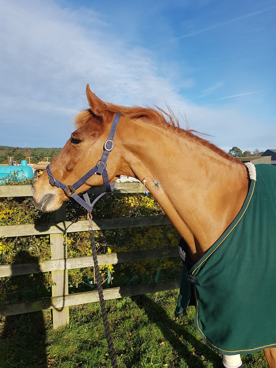 NHeventing's tweet photo. Poor orange horse has been in the wars. Nasty thorn went in his knee out hunting. Ended up having emergency surgery last week. Luckily he is on the mend now. #scary #orangehorse #myworld https://t.co/2DbwvHGKnX