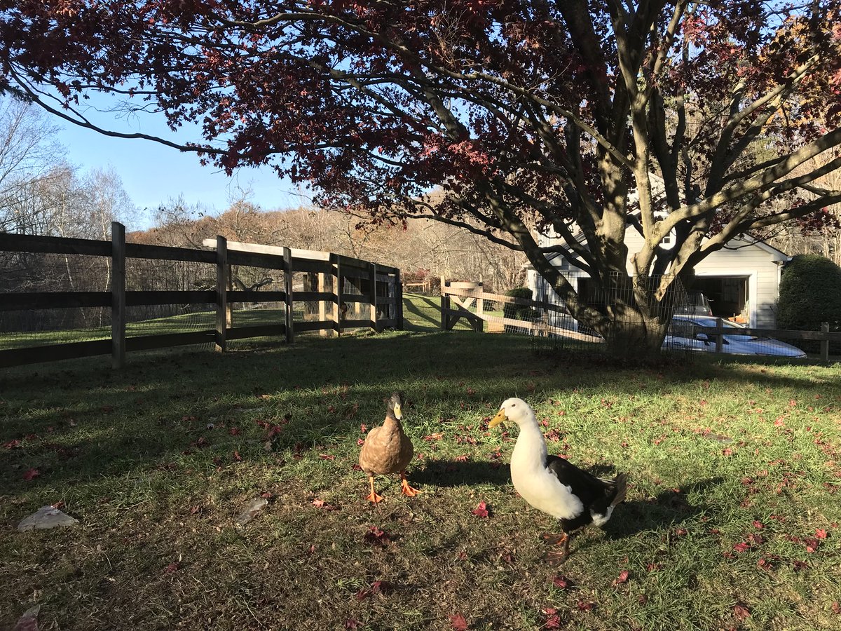 FuzzyandKazoo's tweet photo. Took a nice visit to @SafeHavenFarm in Poughquag, NY. Made some new friends :)

#fuzzyandkazoo #cartoon #newshow #kidshow #pilotshow #tv #adventure #imagination #sanctuary #animals #animalrescue #conceptart #characterdesign #art #pet #farm #ny  #fundraising https://t.co/O8OamKY9xe