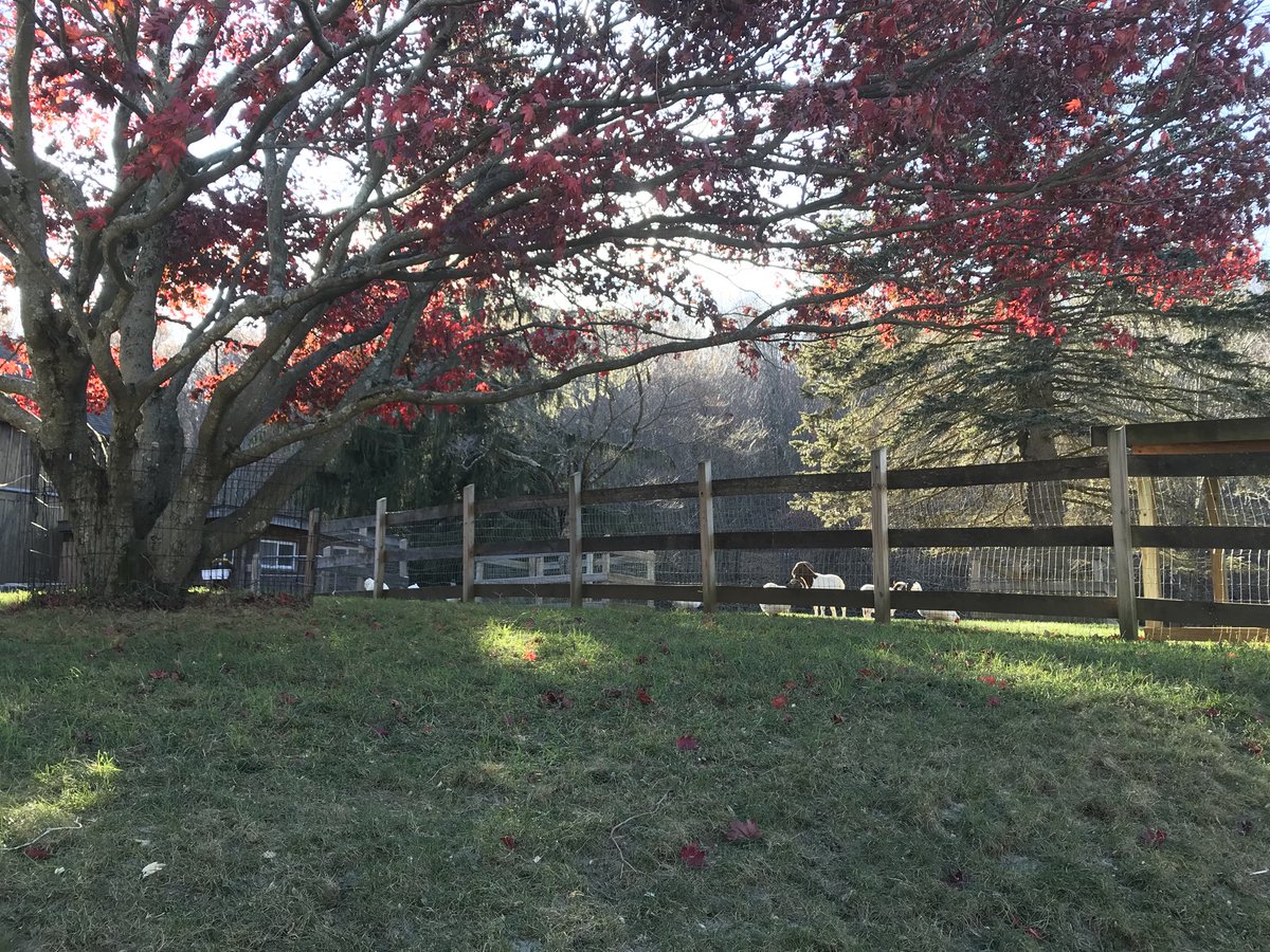 FuzzyandKazoo's tweet photo. Took a nice visit to @SafeHavenFarm in Poughquag, NY. Made some new friends :)

#fuzzyandkazoo #cartoon #newshow #kidshow #pilotshow #tv #adventure #imagination #sanctuary #animals #animalrescue #conceptart #characterdesign #art #pet #farm #ny  #fundraising https://t.co/O8OamKY9xe