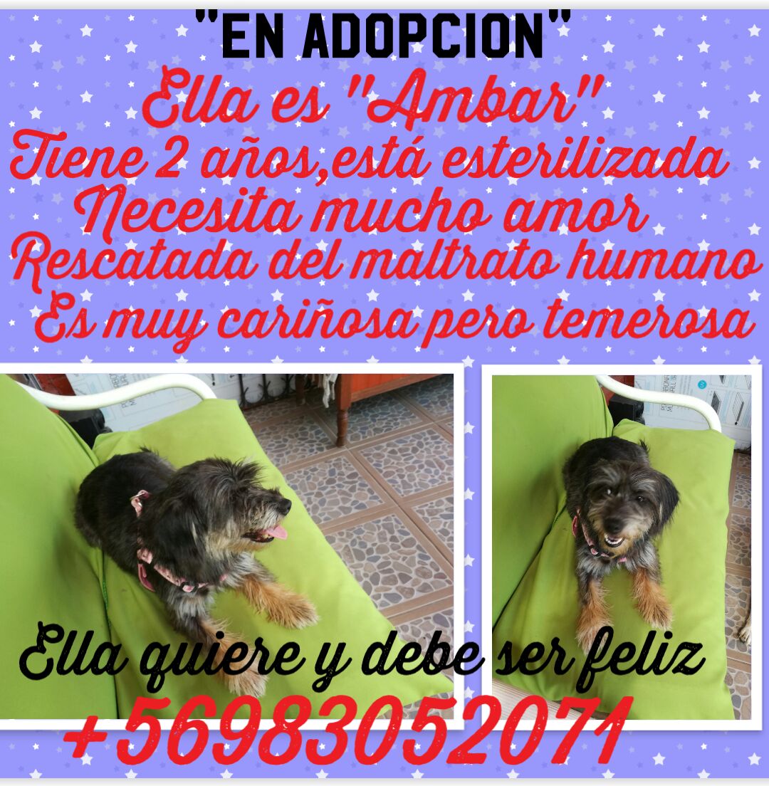 Ámbar en adopción, hembra de 2 años, esterilizada.
Rescatada del maltrato humano.
Interesados contactarse al Wsp del afiche.
#Santiago
RT <a href="/patrmarsh/">𑁍ᑭᗩT ♀️🟣</a> @SantiPintoArchi <a href="/santiagoadopta/">@santiagoadopta</a> <a href="/roxanitanurse/">Roxana</a> <a href="/Arteescrear/">Doris 💜✨🌳🇨🇱🌳✨💜</a> <a href="/sayajin5000/">Smile</a> <a href="/demarylouise/">María Luisa</a> <a href="/ChileAnimalCL/">Chile Animal</a> <a href="/sanpaola/">paola</a> <a href="/nostromar/">Constanza Lewis</a>