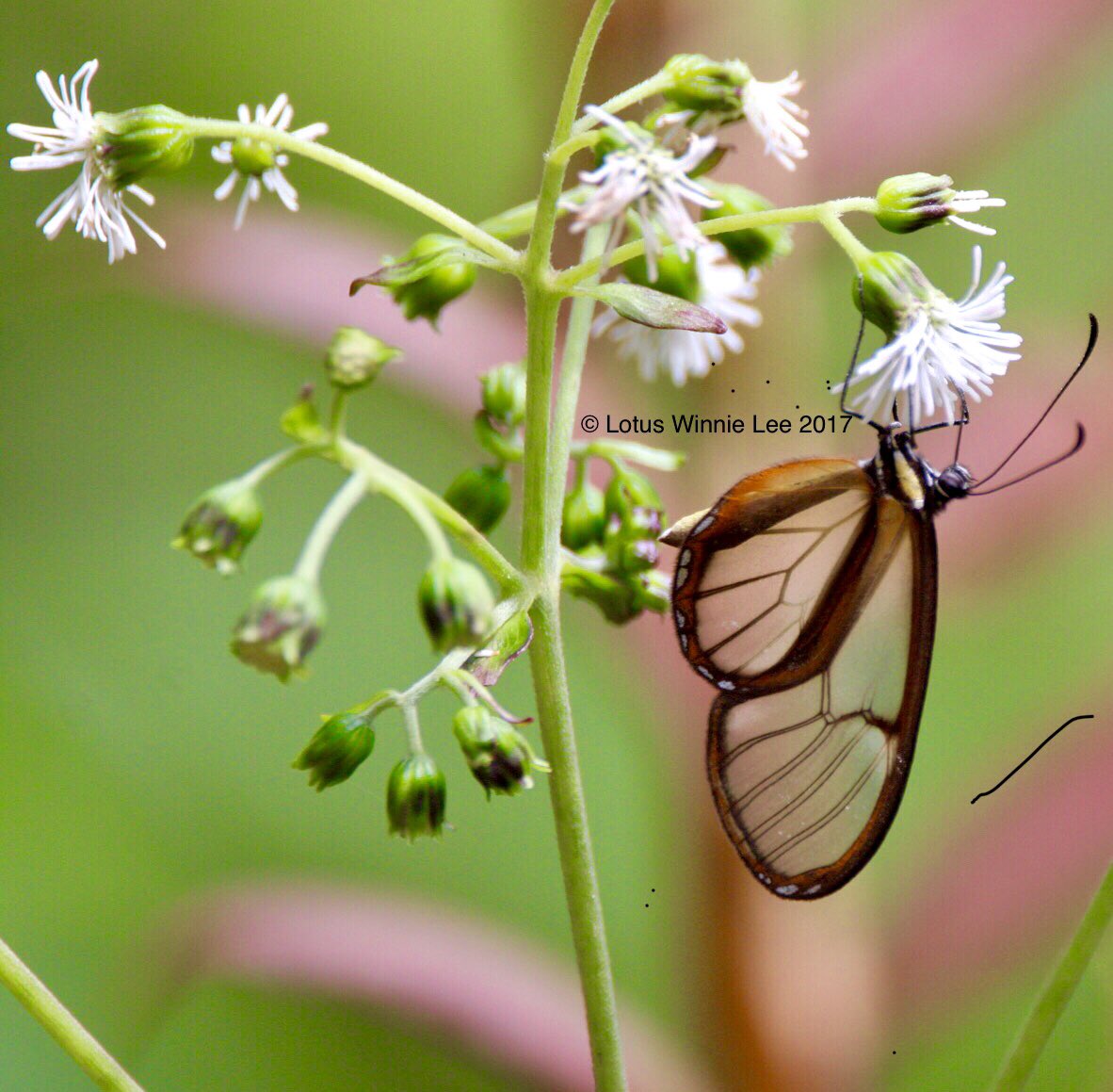 lotuswinnielee's tweet photo. These butterflies can be seen everywhere in Costa Rica and Ecuador #glasswingedbutterfly #clearwingedbutterfly #butterfly #nature #wildlife https://t.co/lQy6cSVCYb