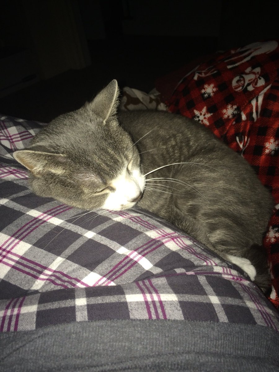 AnnMarie419's tweet photo. Attachment issues. Zero alone time. 😐
#cats #tinycat #zeroalonetime #AlvinMatthew https://t.co/yHxCxN1IKd