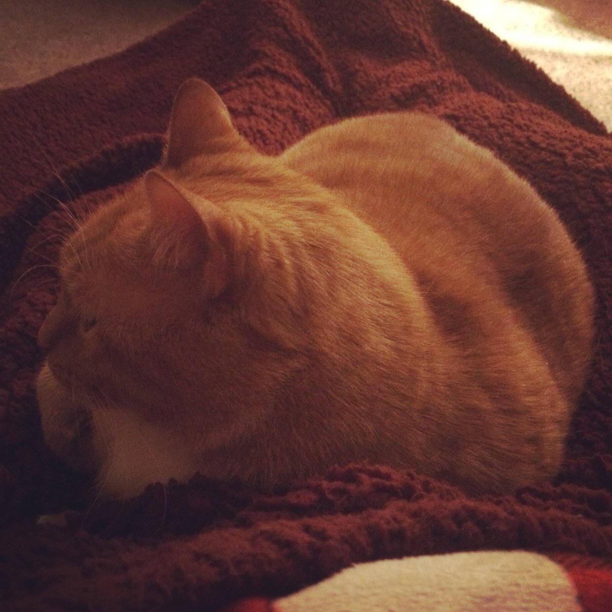 AnnMarie419's tweet photo. Well you started the day off in my lap. May as well end the day in my lap.
#zeroalonetime #cats #fatcat #mommysboy #tryingtoread #CarterFlynn https://t.co/vehuiCMrGl