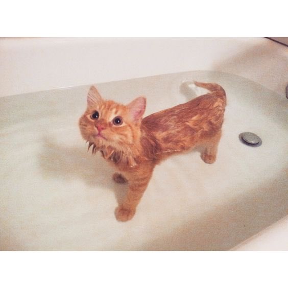 Two hours of hide and seek in the backyard, multiple scratches and one bath and the new stray is finally clean and safe.