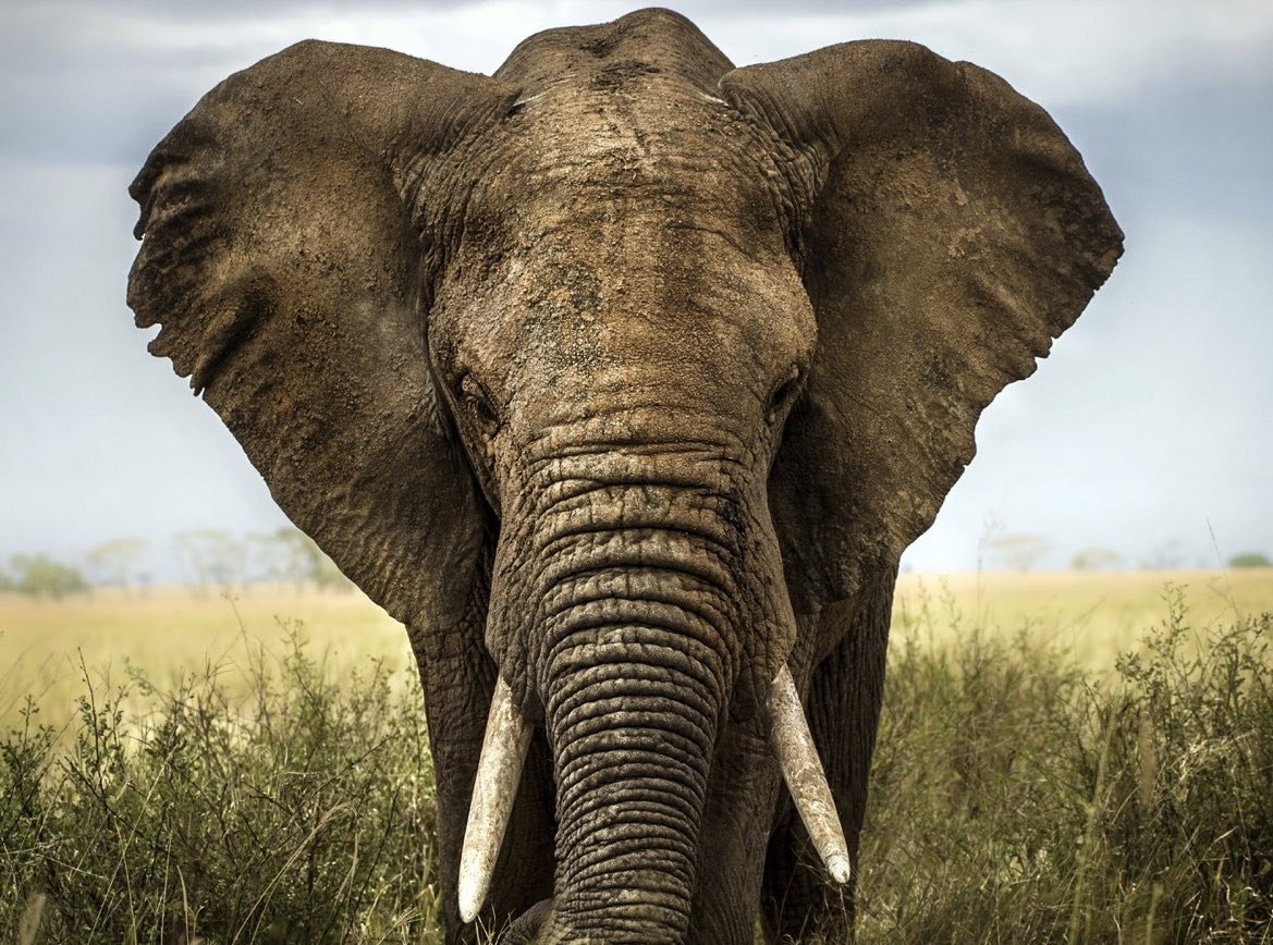 Saturday and Sunday  are. save the elephant weekend. Peace and love 💕 😎✌️🌟💖🎶🌹