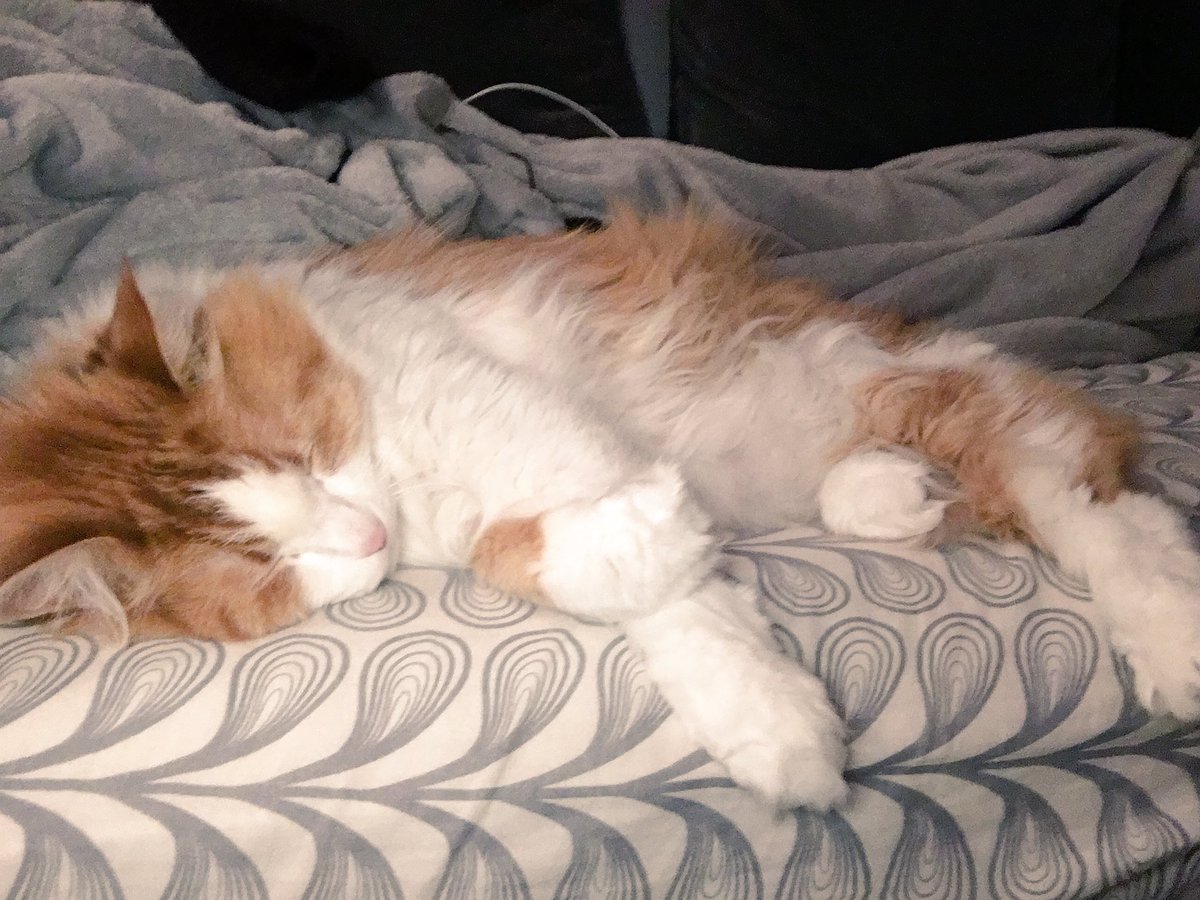 TheYinYangCats's tweet photo. Classic Cousteau #littlespoon #mainecoon #rescuecat #caturday #couchcuddle https://t.co/AAqx86dEWw