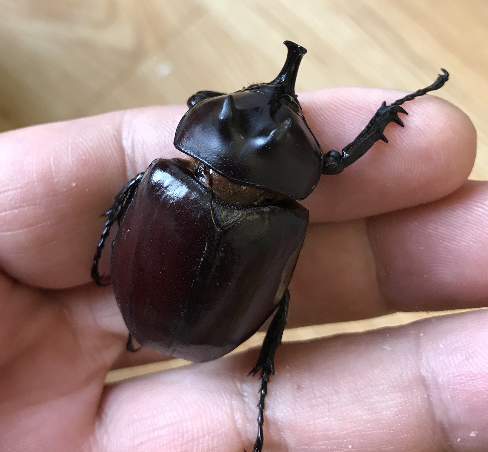 エンドウゴホンヅノカブト 新成虫ペア