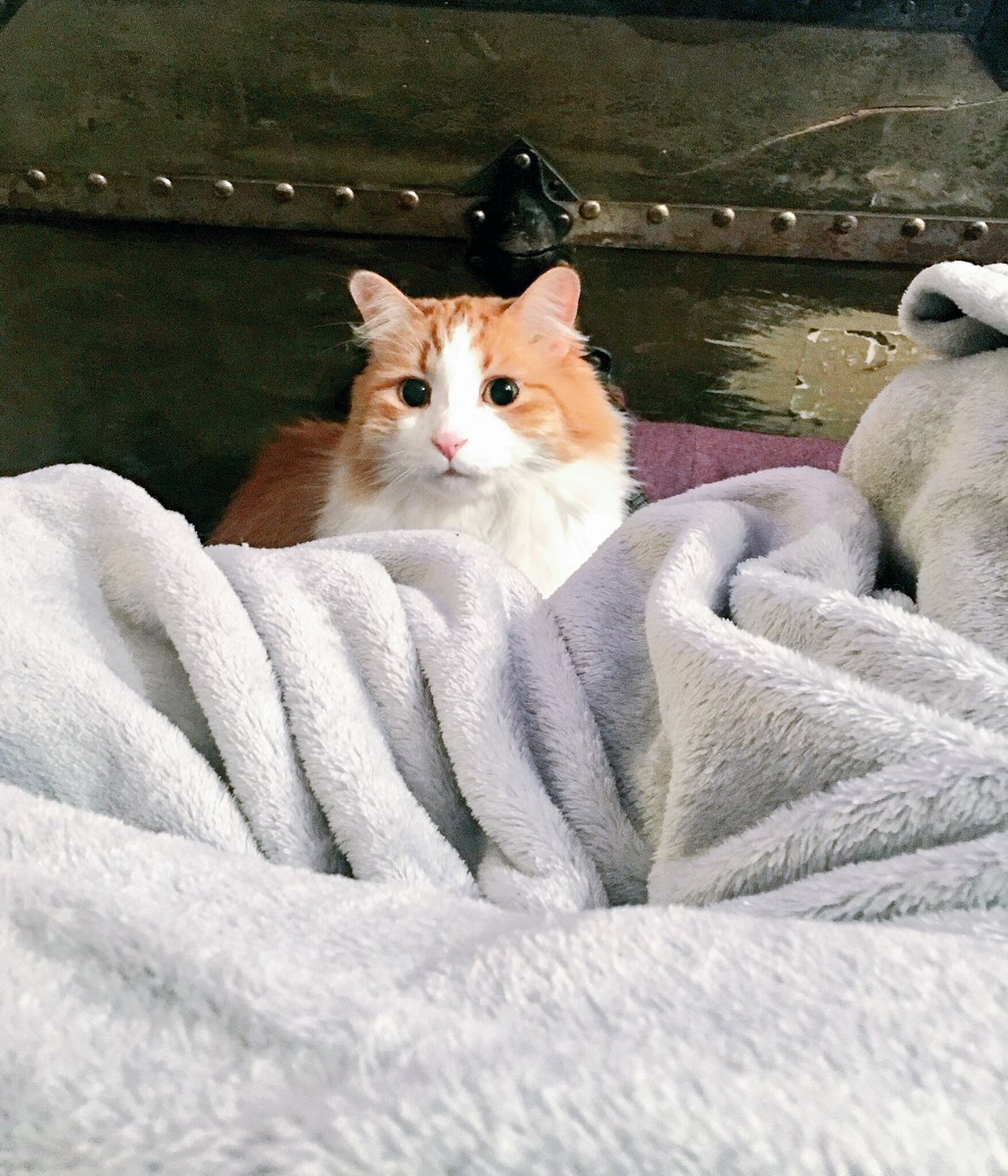 TheYinYangCats's tweet photo. HRH Cousteau, “Please clear the blanket off half of the couch for me. I can sit here, and stare at you all night, if that’s what it takes. No one puts baby in a corner.” #meerkat #yangcat https://t.co/hoeKuiOG74