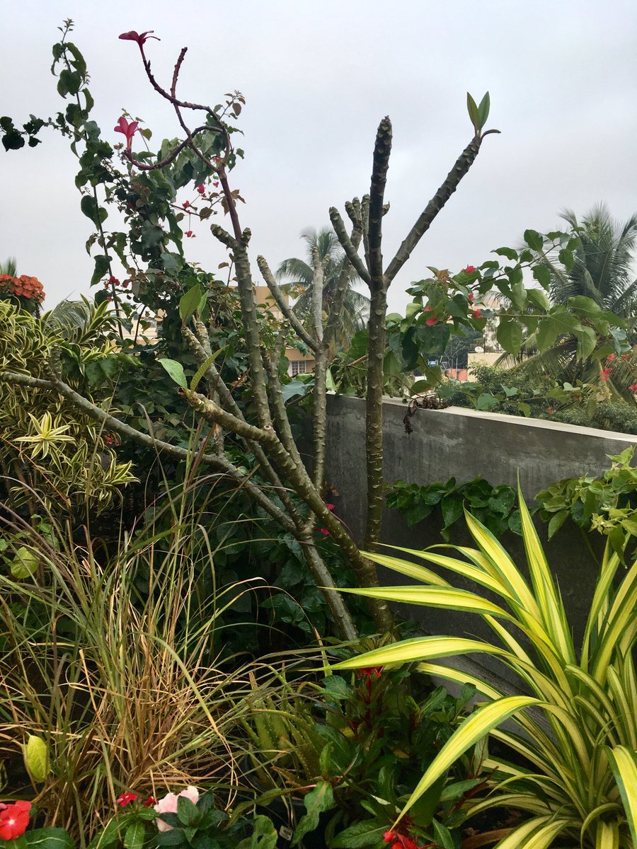 sarah_brinda's tweet photo. These lovelies convert light into food😍 #sundaymiracles #photosynthesis #terracegardens https://t.co/0xiidQJE60