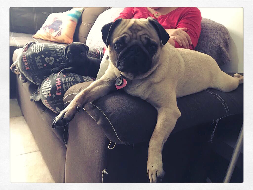 LulaThePug's tweet photo. Dicen que tengo una nueva hermanita y ahora tengo que compartir a mi mamá con ella 😒💔🖤 https://t.co/EhV0YMt0XP