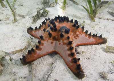 9300 Koleksi Gambar Hewan Filum Echinodermata HD Terbaik