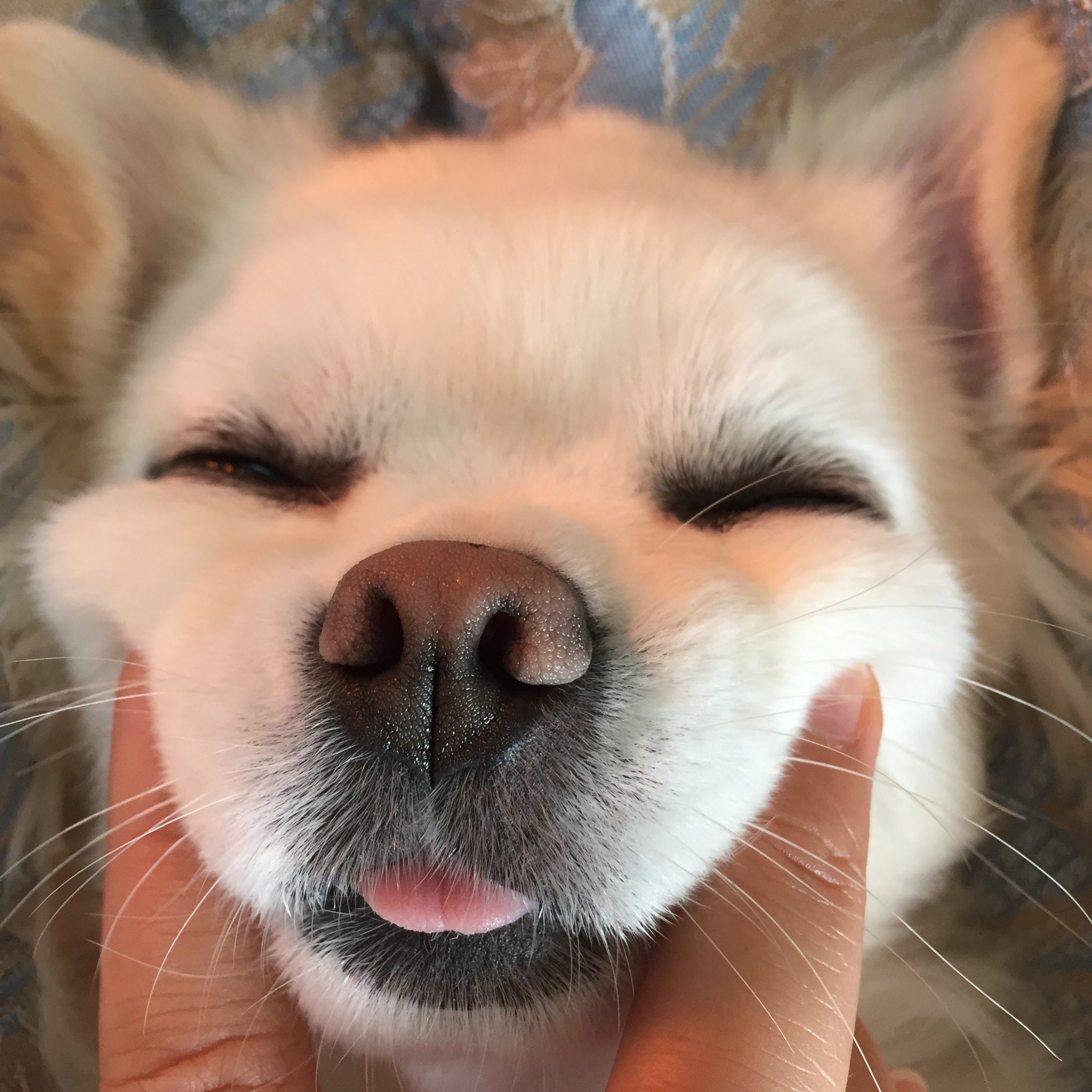 Nao Moco Twitter पर 口角を上げると ブサイク 笑 今日のmocoさん Dog チワワ 癒し犬 犬好きさんと繋がりたい ブサイク犬 舌出し T Co Ywjgufu1gi Twitter Nao Moco Twitter पर 口角を上げると ブサイク 笑 今日のmocoさん Dog チワワ 癒し犬 犬好きさんと繋がりたい ブサイク犬 舌出し T Co Ywjgufu1gi Twitter