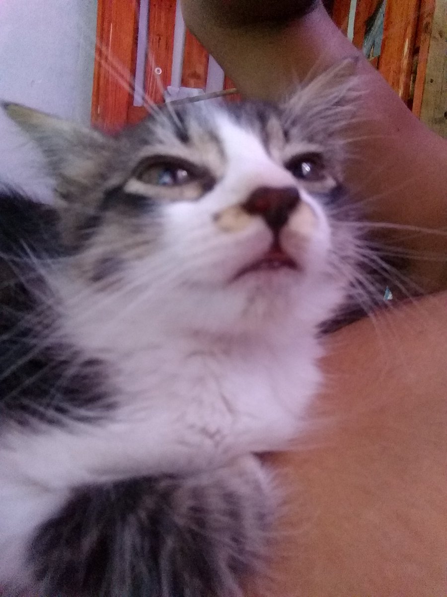 Luan04456266's tweet photo. Minha gata e muito fotogênica hihihihi https://t.co/ADl36CgzF1