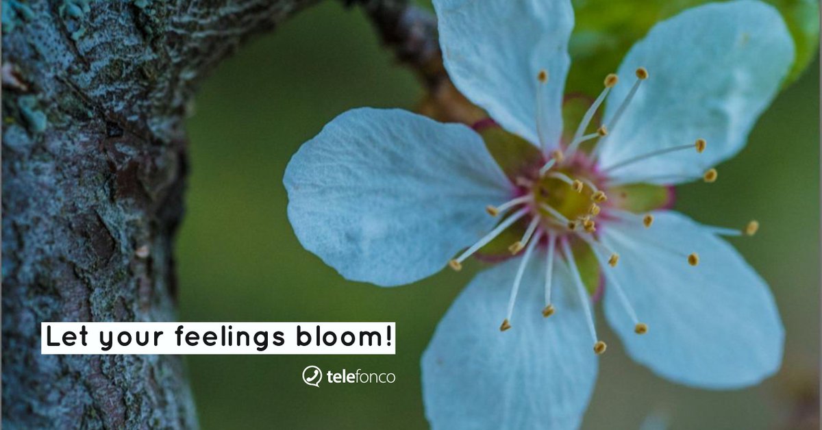 telefonco's tweet photo. Let your feelings bloom ! #Telefonco #flowers #flower  #petal #petals #nature #beautiful #love #pretty #plants #blossom #sopretty #spring #summer #flowerstagram #flowersofinstagram  #flowerslovers  #botanical #floral 

Find more at https://t.co/povjJjVtVc https://t.co/M4VtjvPHSs