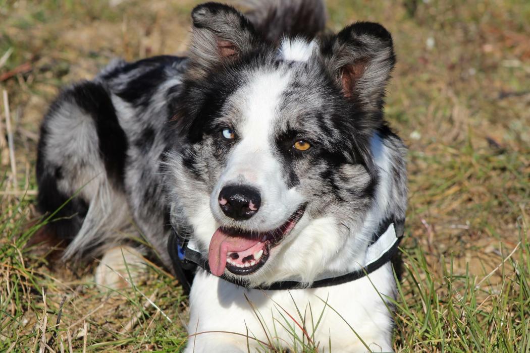 PhotoTouTou's tweet photo. Qui aime les Border Collie? 😍
Regardez ici nos photos : https://t.co/Vi6PkZmlWY et si vous avez la chance d'avoir un border, ajoutez-le ! https://t.co/VPiaU8K0yX