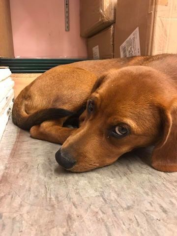 Route66Rescue's tweet photo. Not everyone has room in their homes for a dog, but if you can spare it we need funds to keep this rescue going https://t.co/oUS6hkTdjS ❤️ https://t.co/2pgr03xkL0