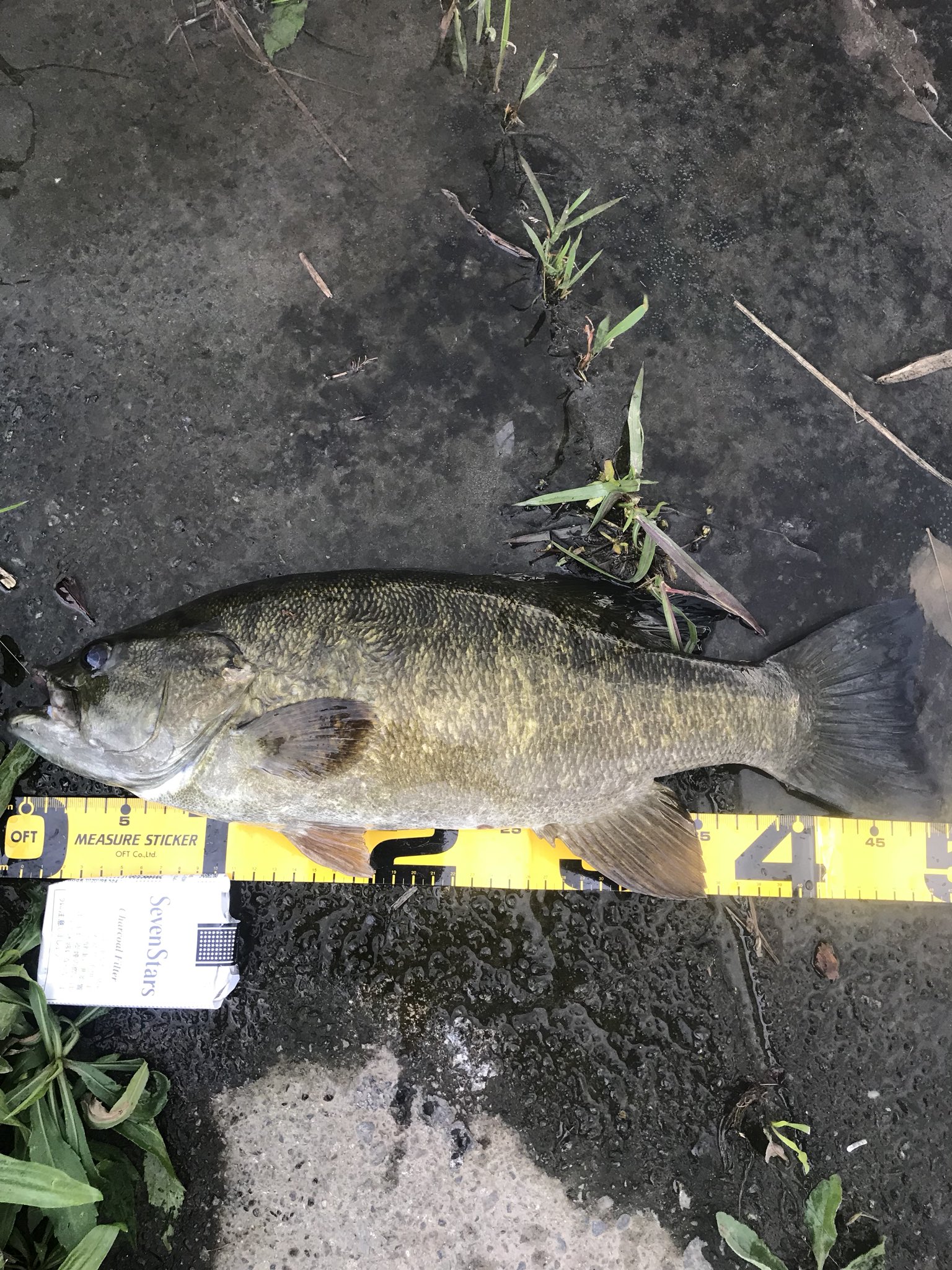 Gnum スモールマウス釣り Bpdrse8ugbtw8ag Twitter