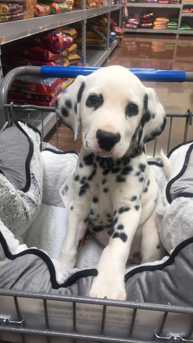 Brandi_Charee's tweet image. everyone meet Morty.. and yes he's a dalmatian 😏