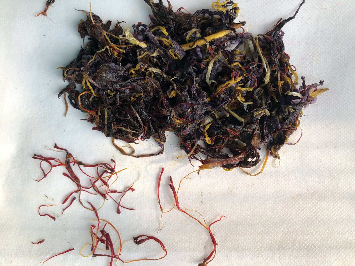 reshii's tweet photo. Saffron flowers, stamens, styles and the precious spice. How fragrant it smells! Pampore, Kashmir https://t.co/clTCwB4C6H