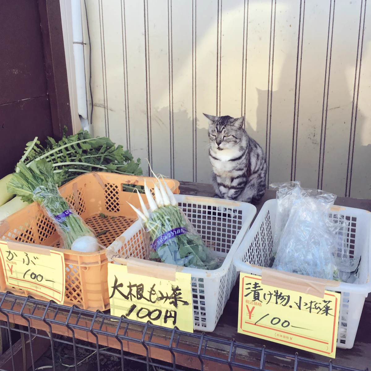 無人販売ならぬ有猫販売？！自転車をこいでたら猫の八百屋を発見しちゃった！