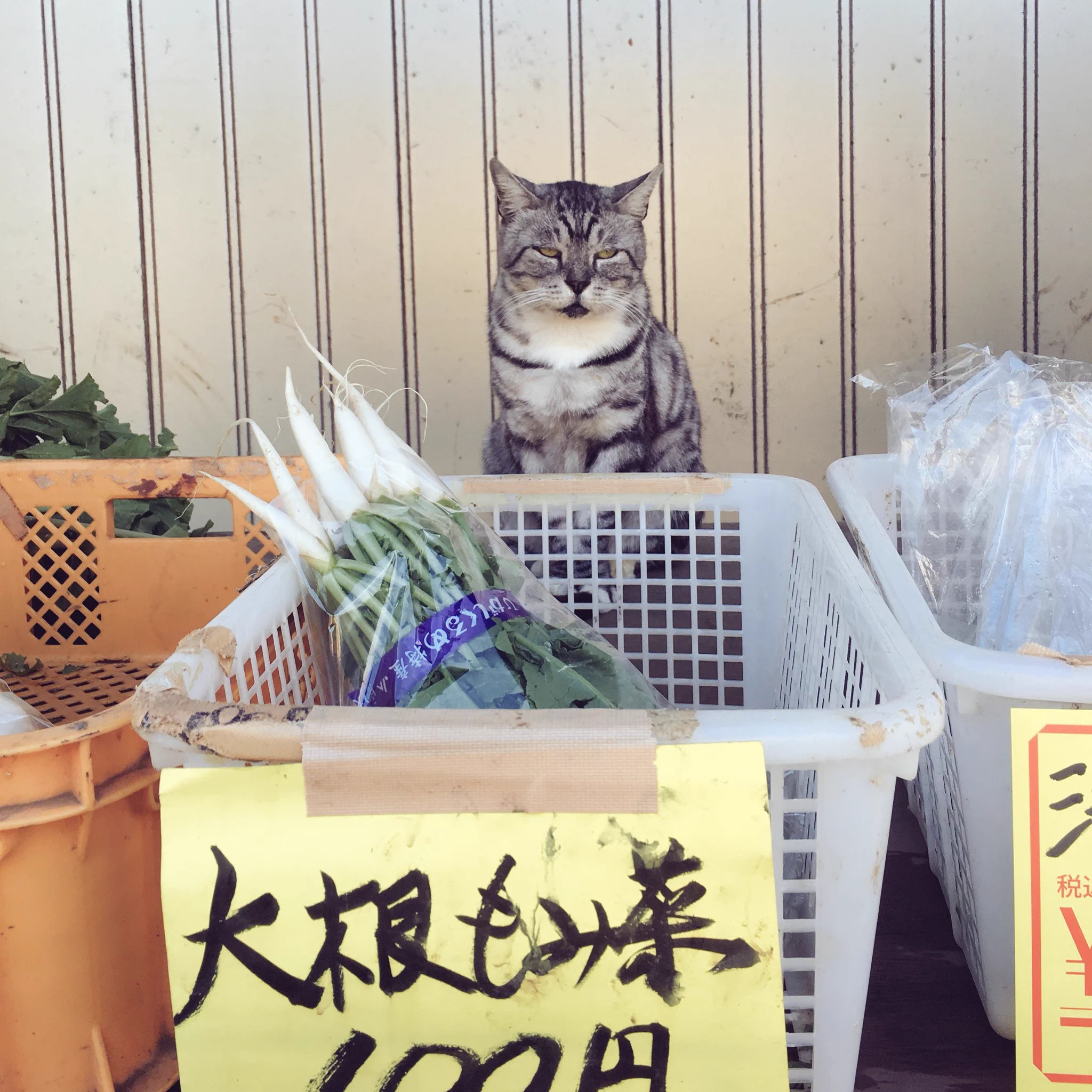 無人販売ならぬ有猫販売？！自転車をこいでたら猫の八百屋を発見しちゃった！