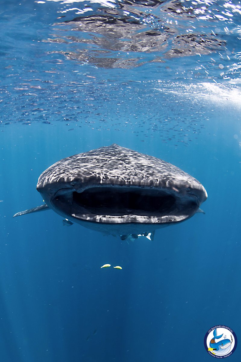 BaleinesRandeau's tweet photo. Record absolu de requins baleine observés dans une journée avec 13 INDIVIDUS DIFFÉRENTS !! A whale sharksss day with @BaleinesRandeau ! https://t.co/ZwRbRx6yrs