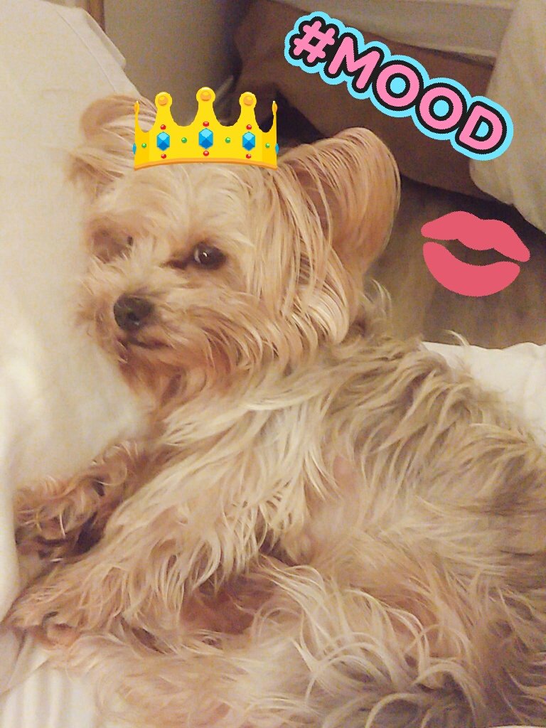 amberoneal1's tweet photo. Good night from #amberLand 💤😪😴🛏😘💜 #kingbaxter is definitely ready 😂🐶 https://t.co/pOgjLmWox6