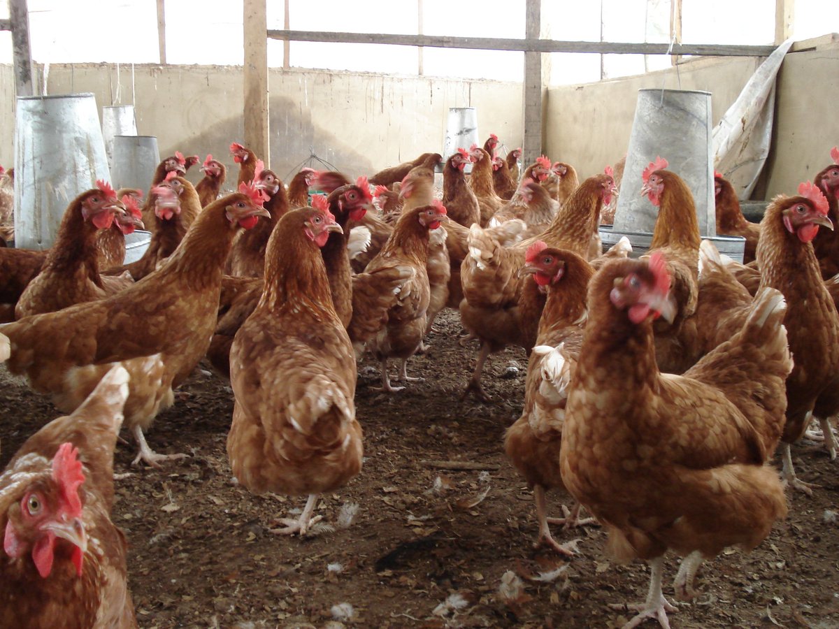 Nelson Abila, PhD tweet media