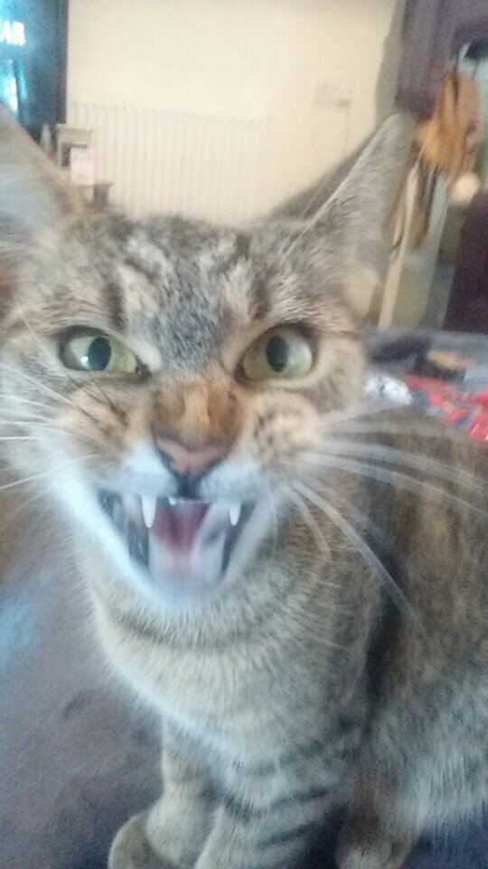 ScottyT_91's tweet photo. @Chloe_GShore you're not the only one with a psycho cat! #CatIssues https://t.co/lz3b3MwwnG