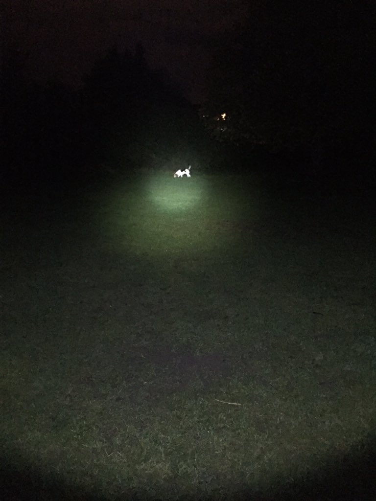 jac_doe_'s tweet photo. @ActiveNorfolk this is pretty much how my weekend walks looked...! #workplacechall #beagle π https://t.co/CMusi2R6jH