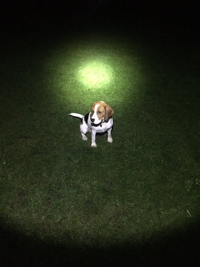 jac_doe_'s tweet photo. @ActiveNorfolk this is pretty much how my weekend walks looked...! #workplacechall #beagle π https://t.co/CMusi2R6jH
