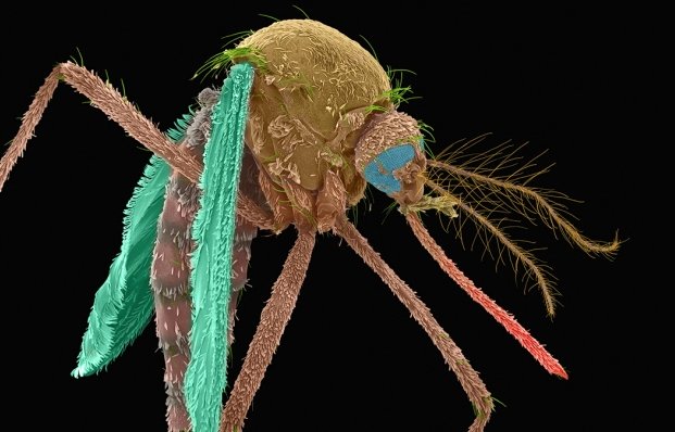 SquitoJuice's tweet photo. US government approves 'killer' #mosquitoes to fight disease https://t.co/VEBfFmalYk via https://t.co/Ey6YWoNnbL @SquitoJuice https://t.co/zHW8rcfCIV