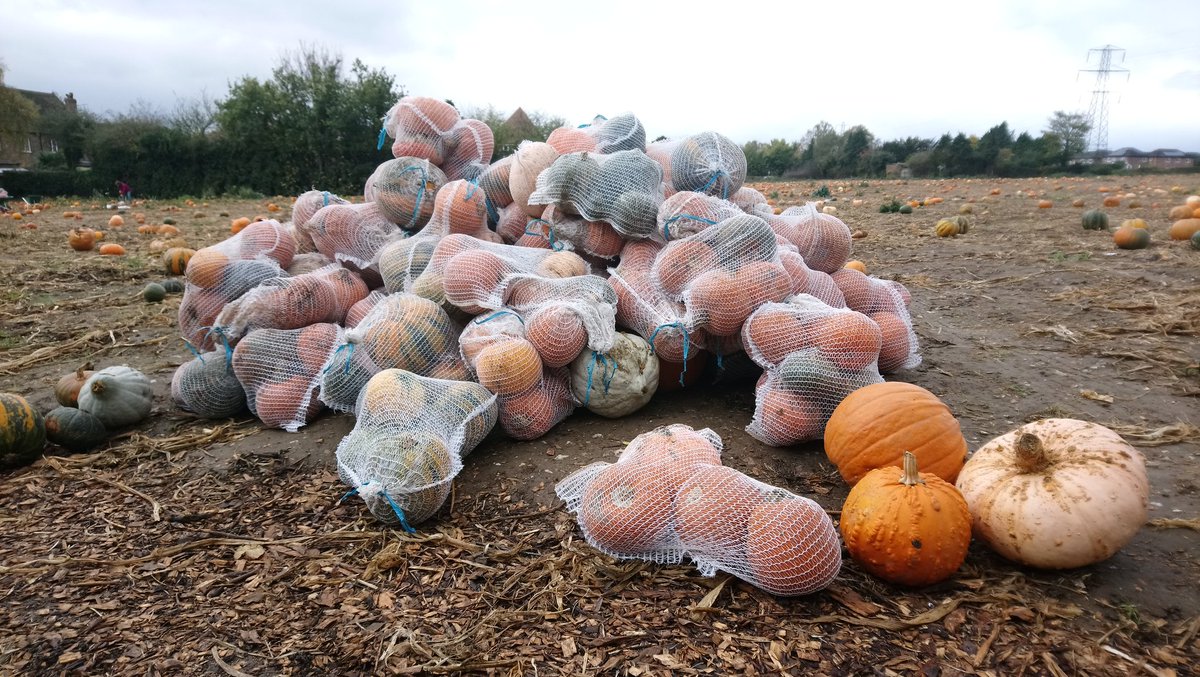 gleaningKENT's tweet photo. Oh my gourd! #Gleaning volunteers rescued 25tonnes of squash &amp; pumpkins from #foodwaste for charity. It's #OurBrightFuture &amp; we're#Owningit! https://t.co/o2oJX1x8iU