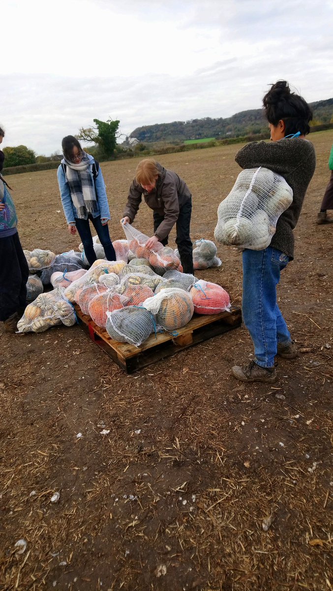 gleaningKENT's tweet photo. Oh my gourd! #Gleaning volunteers rescued 25tonnes of squash &amp; pumpkins from #foodwaste for charity. It's #OurBrightFuture &amp; we're#Owningit! https://t.co/o2oJX1x8iU