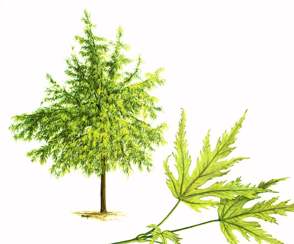 sofrenchvintage's tweet photo. 1967 Japanese Maple Tree Print Vintage Botanical Illustratio… https://t.co/NYqVgOiDDh #sofrenchvintage #MapleFoliage https://t.co/wwijpcsJcy